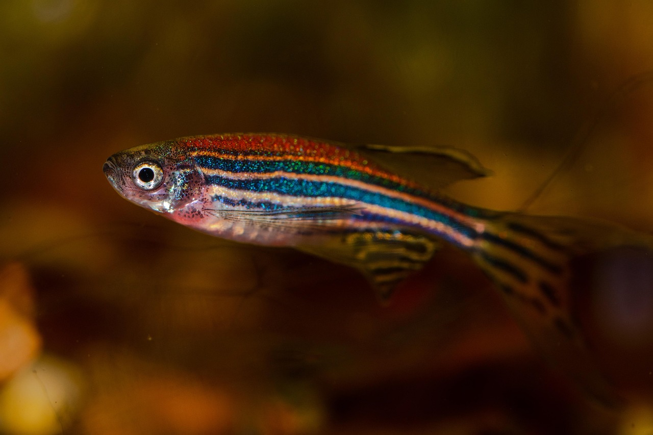 Discovering Mutations in fisheries-induced Selection of Zebrafish