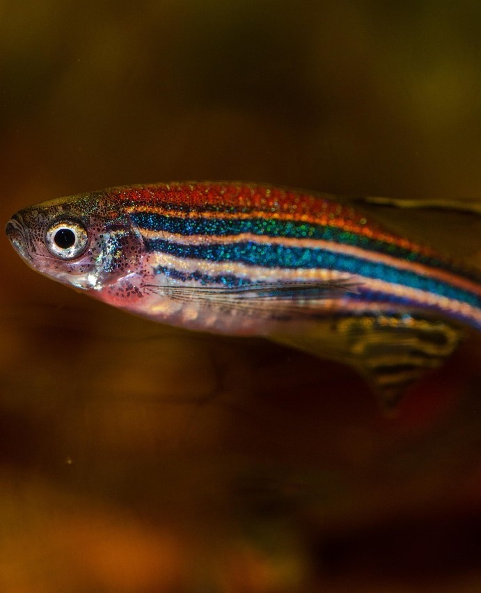 Discovering Mutations in fisheries-induced Selection of Zebrafish